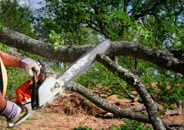 Best Tree Removal Services  in USA